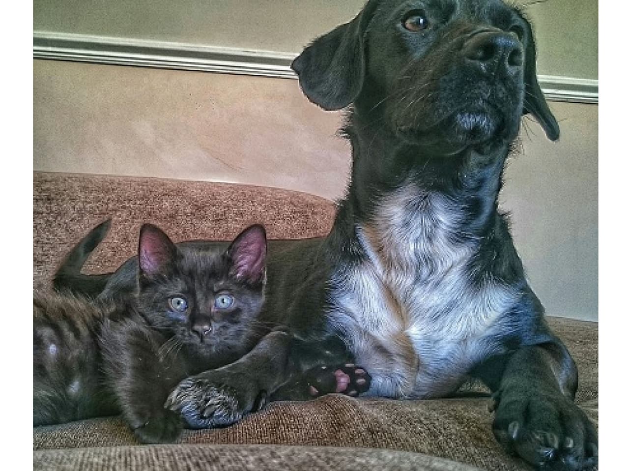 Este evento de Halloween beneficiará a los refugios de animales del área de Pflugerville