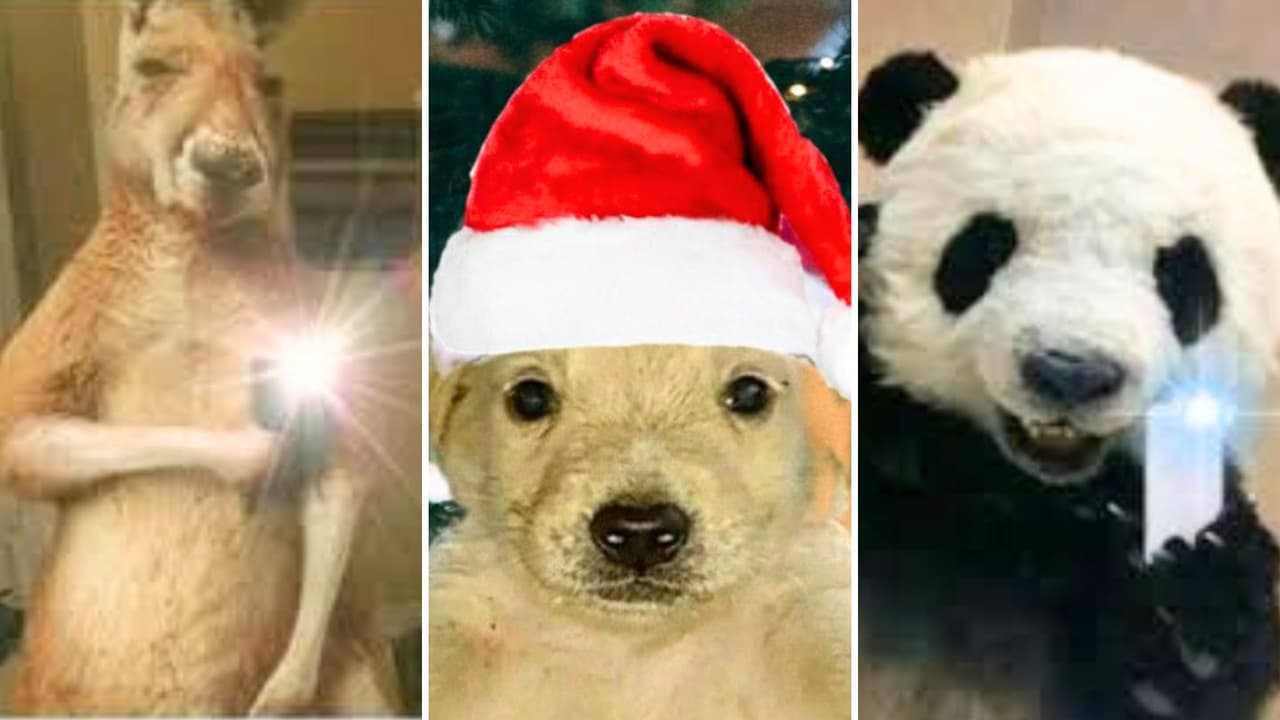 Team Canguro, Team Panda y Team Secta Navideña: la confusión viral que arrasa en TikTok