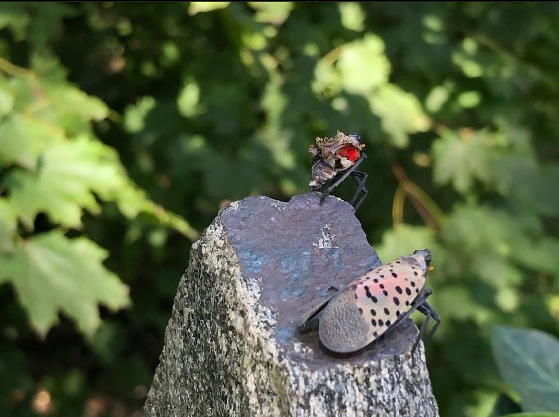 La guerra contra la 
<a href="https://www.univision.com/local/philadelphia-wuvp/costosa-plaga-mosca-linterna-manchada-quebranta-la-economia-de-pensilvania">mosca linterna manchada</a> se salió de control en 2020, decididamente a favor de los insectos. El dominio de las moscas linterna sobre Pensilvania y los estados circundantes ha sido mayor desde que se observaron por primera vez en 2014.El Departamento de Agricultura de Pensilvania confirmó que 34 de los 67 condados están en cuarentena por la plaga invasora que ha provocado pérdidas millonarias en la agricultura.