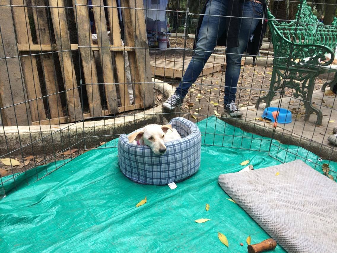 Muchos perros y gatos llegaron con lesiones graves e incluso tuvieron que ser sometidos a cirugía. 
<br>