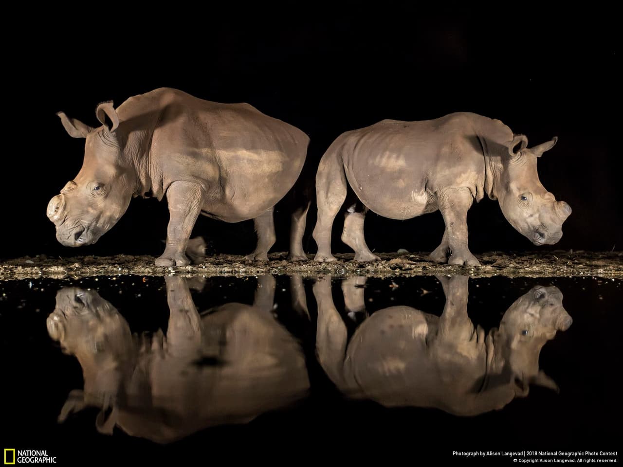 <b>Un nuevo look.</b> “Por la noche, dos rinocerontes blancos emergieron de las sombras para beber en un abrevadero de la reserva de caza Zimanga. Estaban espalda con espalda, observando a su alrededor antes de bajar la cabeza. Subestimé el impacto emocional que esas increíbles bestias tendrían en mí. Les habían quitado los cuernos para disuadir a los cazadores furtivos. Estaba impactada, y horrorizada, de que la caza furtiva tuviera un efecto tan devastador. Quitarles los cuernos debió ser una decisión difícil, y estoy agradecida por los esfuerzos de la reserva”, escribió la autora sobre la fotografía, tercer premio en la categoría ‘Fauna silvestre’.