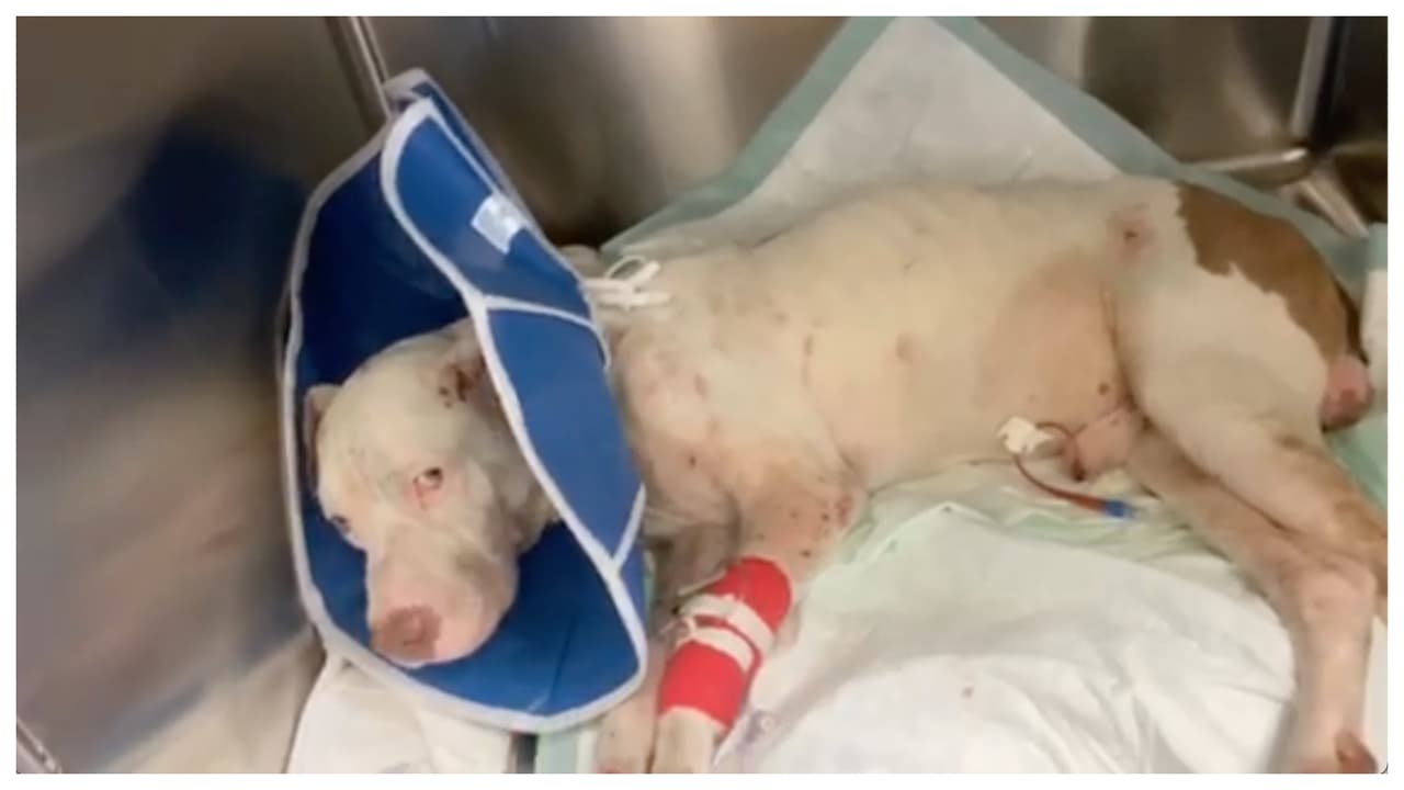 Buscan al responsable de disparar a un perro víctima de abuso severo en Miami-Dade