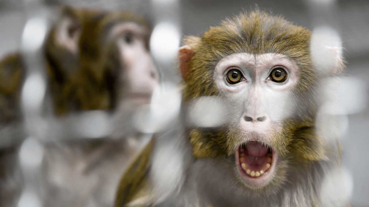 ReTro es un mono Rhesus, como el que se observa en la imagen.