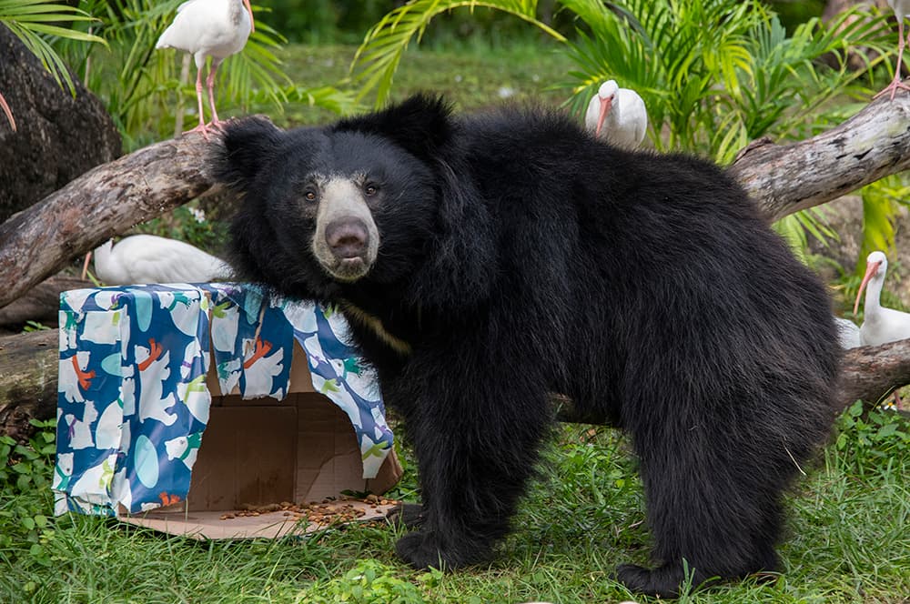 Este año, el oso perezoso "Hank", recibió una caja de regalo llena de gusanos con su comida para osos favorita.
<br>