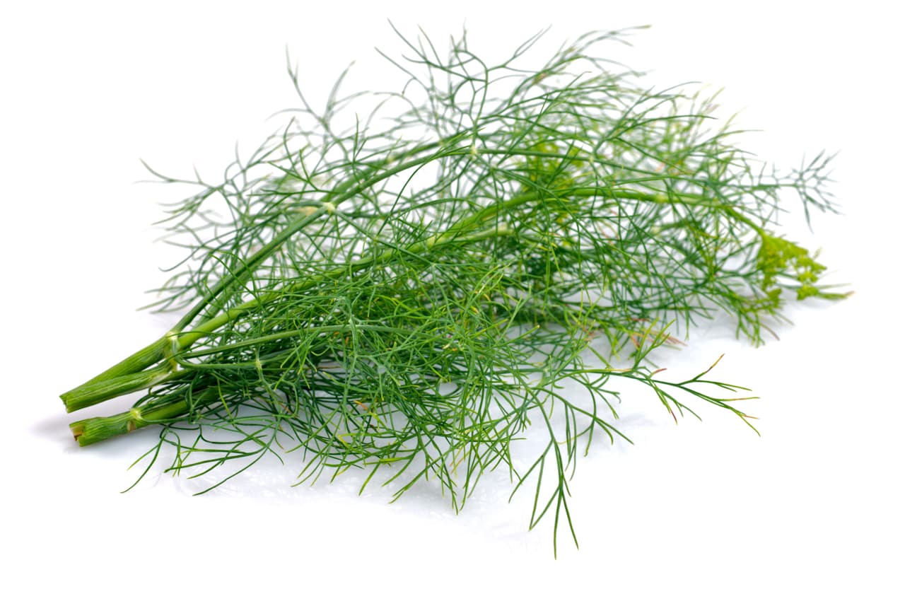 Eneldo: Ayuda a combatir la acidez gástrica y la indigestión. También controla los dolores menstruales y para las mamas ayuda a la producción de leche. Además es un excelente aromatizante. Haz esta riquísima salsa de mostaza y eneldo para acompañar tus platillos con salmón.