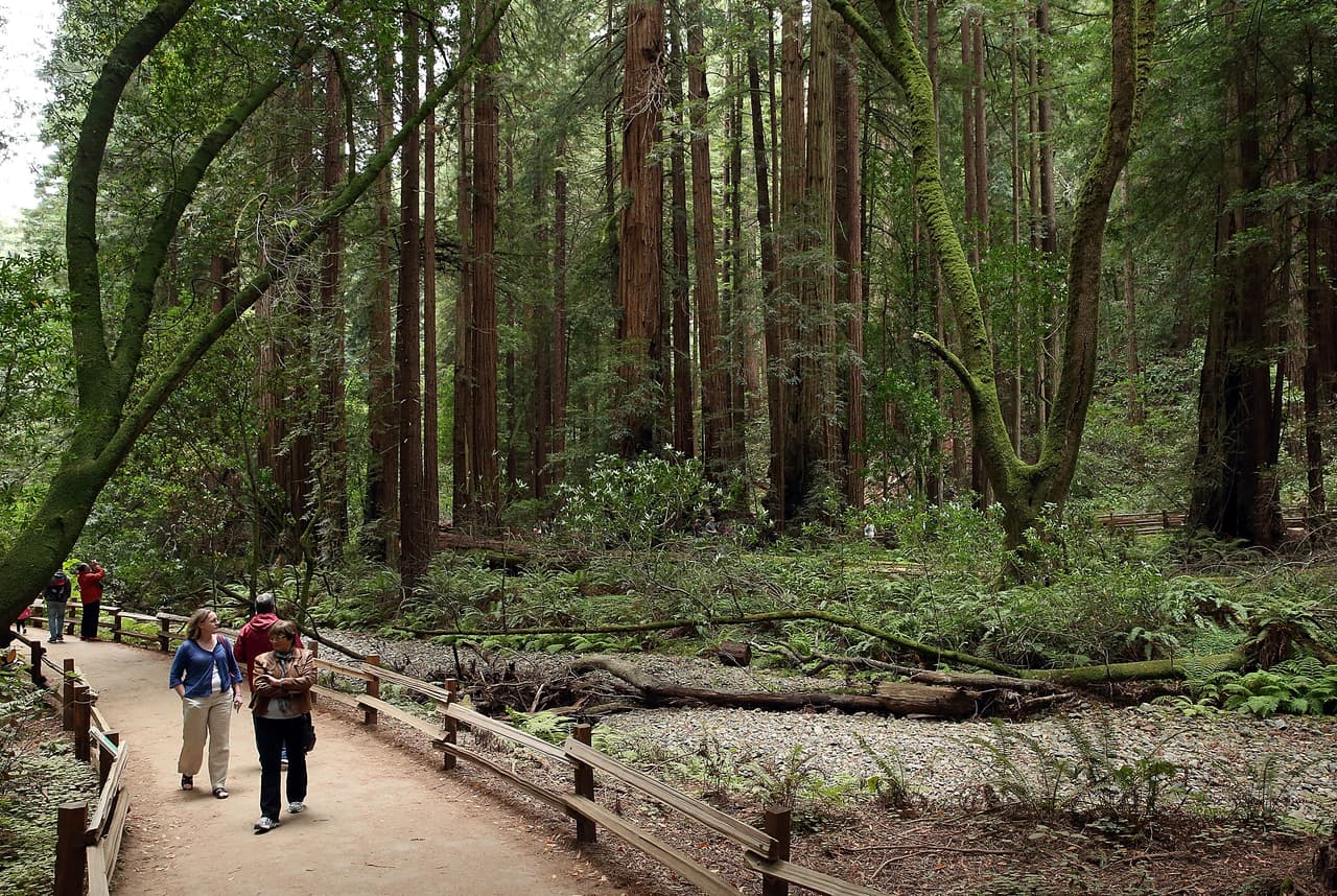 <b>Muir Woods</b> está ubicado en la ciudad de Mill, al norte de San Francisco. En este Parque Nacional, protegido federalmente desde 1908, puedes caminar entre los árboles y apreciar la inmensidad de los Sequoia. Habitualmente, la entrada cuesta 15 dólares por automóvil, pero puedes ahorrarte ese dinero y visitarlo este sábado en el Día Nacional de las Tierras Públicas.