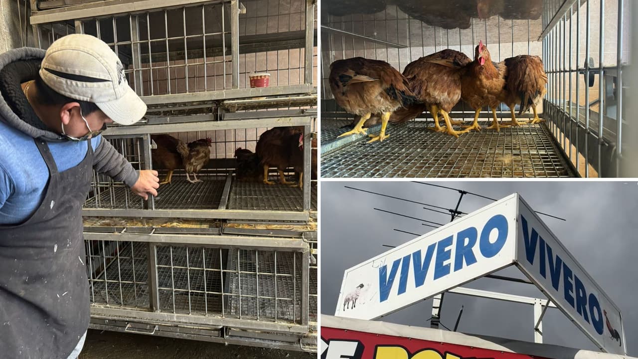 Detectan casos de gripe aviar en mercados de aves vivas en NYC; ordenan cierre temporal