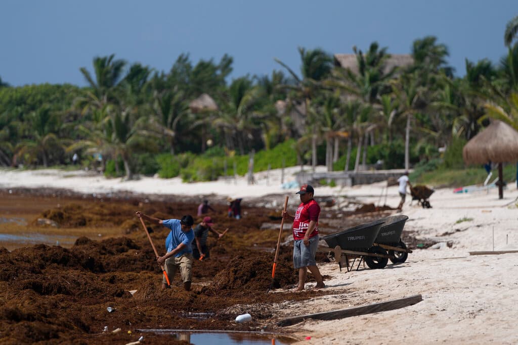 Trabajadores retiran el sargazo de la playa en Tulum, en el estado mexicano de Quintana Roo.