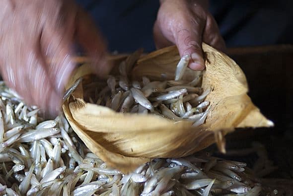 Nuestros usuarios han dejado algunas recetas en los foros y aquí te compartimos algunas. Si gustas del maíz, que mejor que hacer unos tamales de elote, están para chuparse los dedos. La receta paso a paso