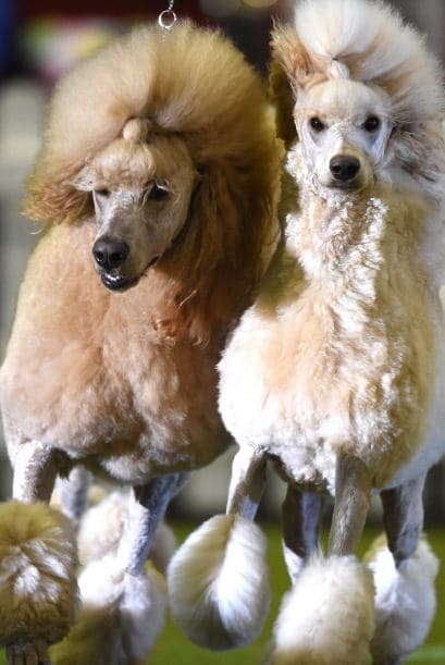 Muy limpios y bien cuidados, los poddles desfilaron con sus diferentes colores.