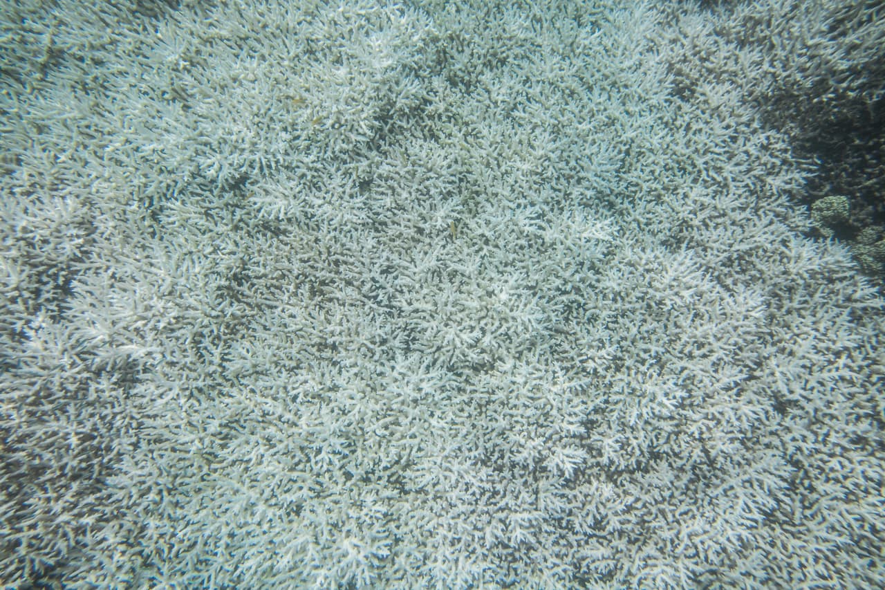 El peligro número uno al que enfrenta la Gran Barrera de Arrecifes es el cambio climático, por lo que ahora más que nunca la reducción de las emisiones de carbono es clave para la supervivencia del arrecife y también para la humanidad. Averigüe lo que puede hacer para ayudar en https://www.barrierreef.org