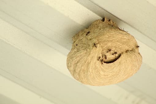 <b>Mexican Honey Wasps</b>
<br>Las ‘avispas de miel mexicanas’ forman nidos de papel que generalmente se encuentran en árboles y arbustos. Son más pequeños que una abeja, son casi todos de color negro y no son muy peludos. Tampoco son muy agresivos y a menudo ignoran la actividad humana.