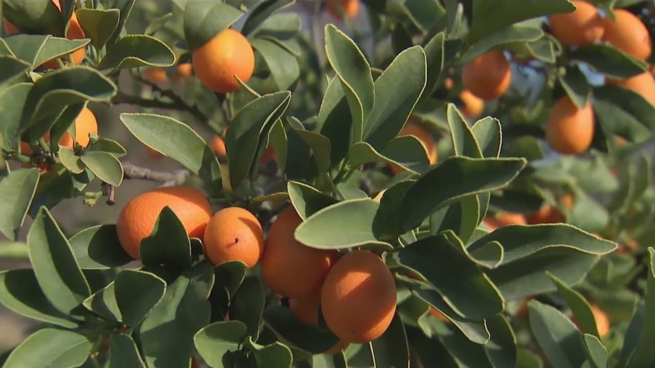Cómo mejorar la economía del hogar cultivando sus propios alimentos y ahorrando agua