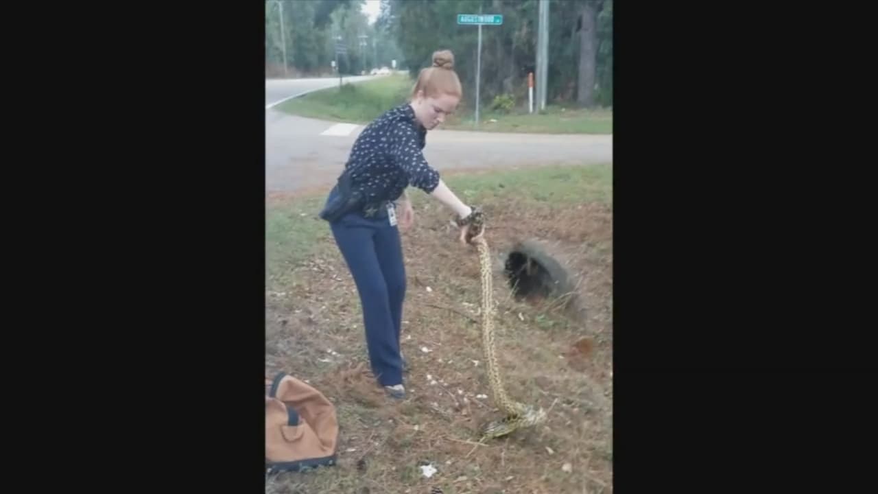 Una detective de Florida captura a una enorme anaconda amarilla
