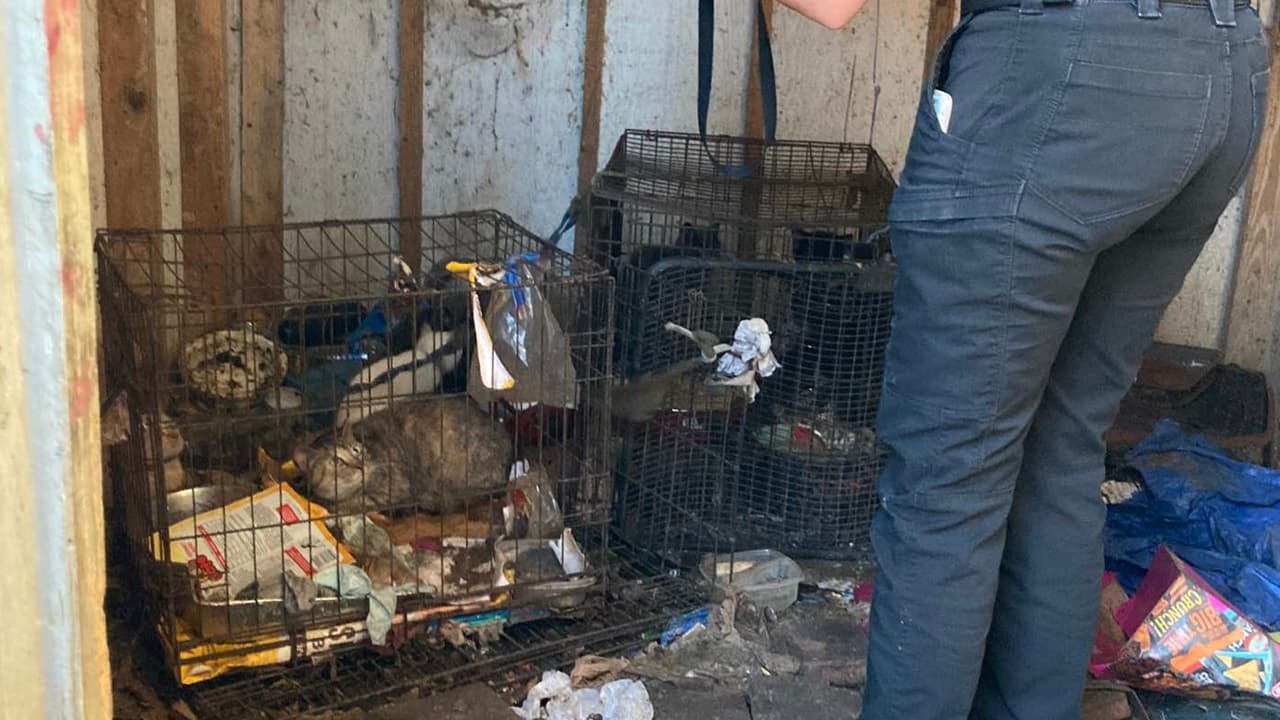 Los funcionarios informaron que además de los animales estaban sin comida ni agua, algunos estaban empapados de orina, atados con cadenas o atados a cajas sucias y varios estaban enfermos.