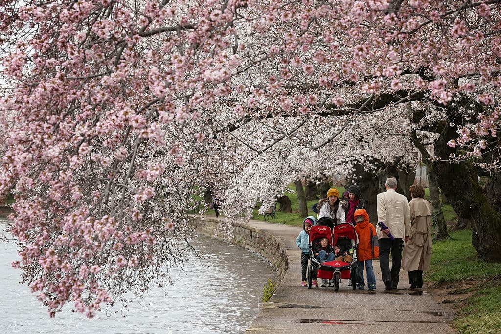 Los 
<b>cerezos Kwanzan crecen principalmente en East Potomac Park, tienen ramas verticales</b> y producen racimos pesados de flores dobles rosadas. Florecen dos semanas más tarde que los Yoshino.