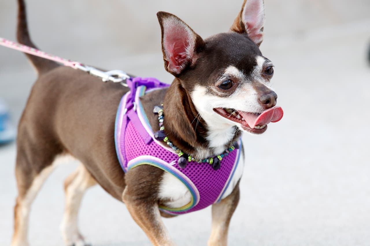 Hecho de material repelente al agua, con un interior de lana de poliéster, mantendrá a tu animalito caliente. La banda reflectora te ayudará a verlo y la capa es ajustable a diversos tamaños.