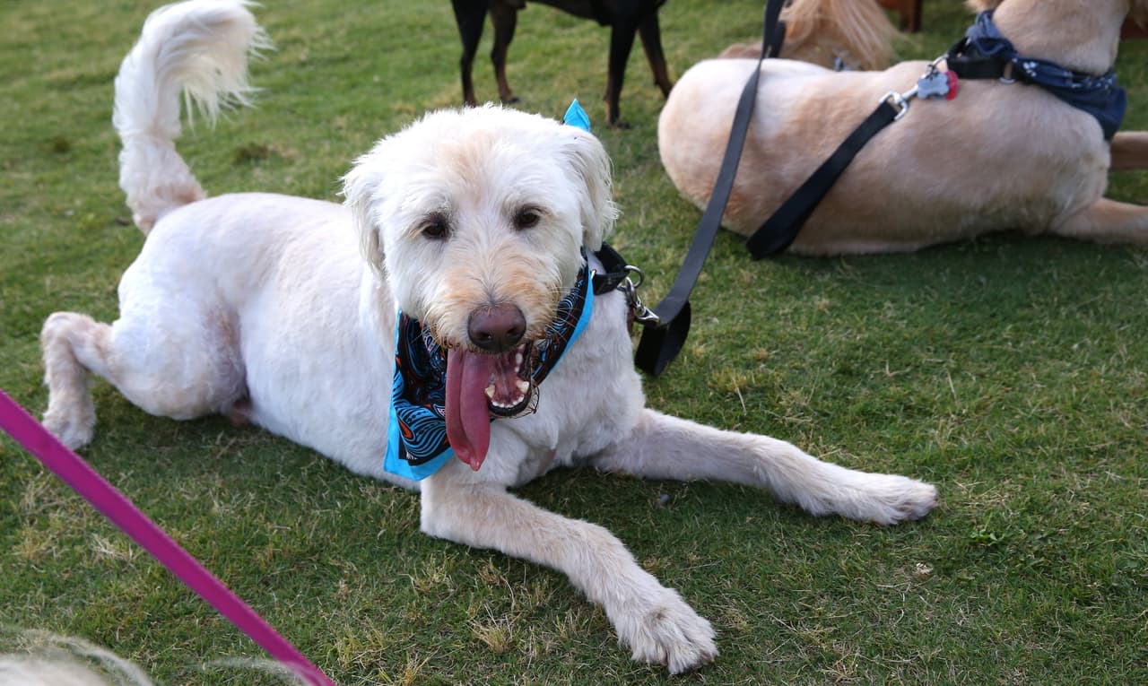 4. Majestic Pet Adjustable Harness. Regálale un arnés si tu perro suele jalar bastante cuando salen de paseo, para evitar que se lastime el cuello.