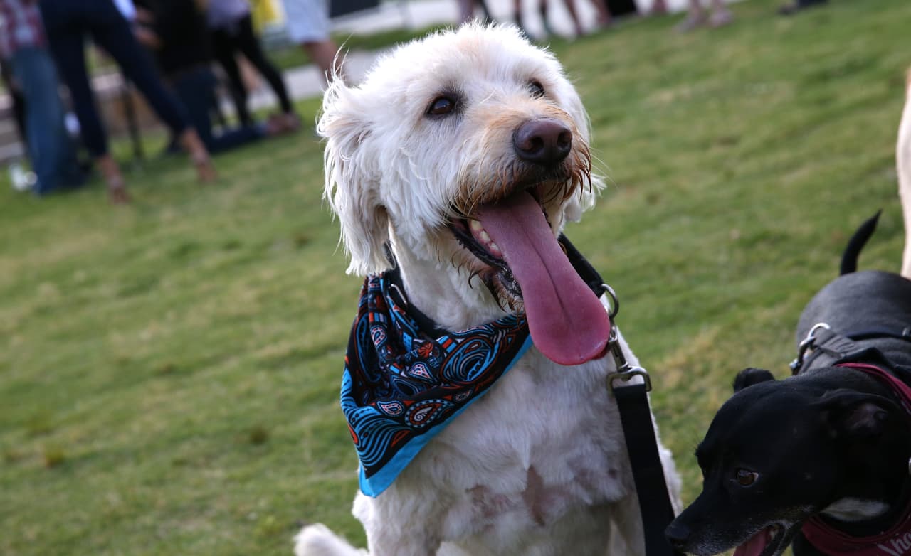 La Coolaro Elevated Bed es cómoda y fácil de limpiar, tiene patas de acero para un mejor soporte, y es resistente a pulgas y ácaros.