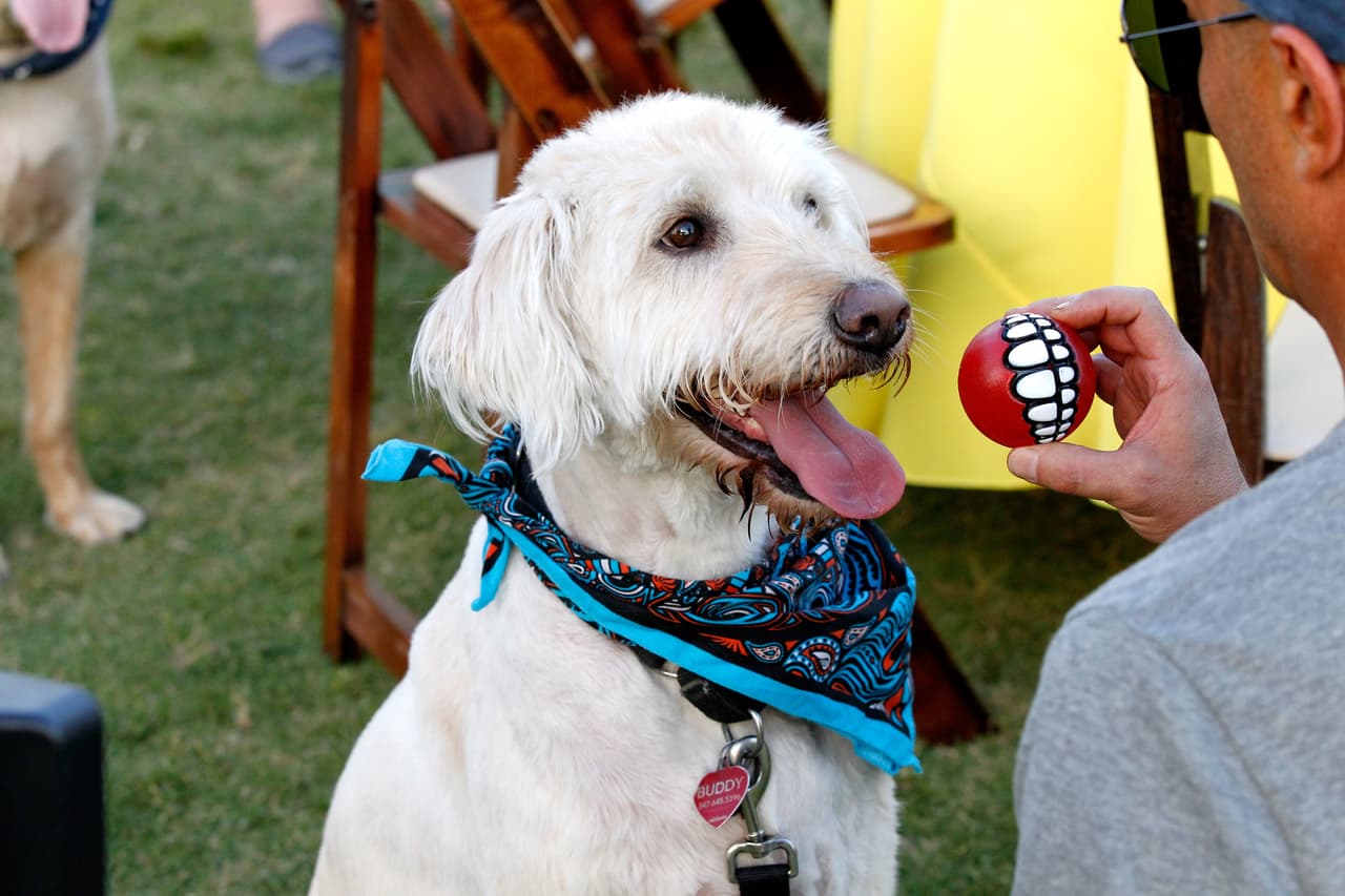 Majestic Pet se ajusta a la mayoría de los perros de entre 10 (4.5 kilos) y 45 libras (20 kilos), y viene en varios colores.