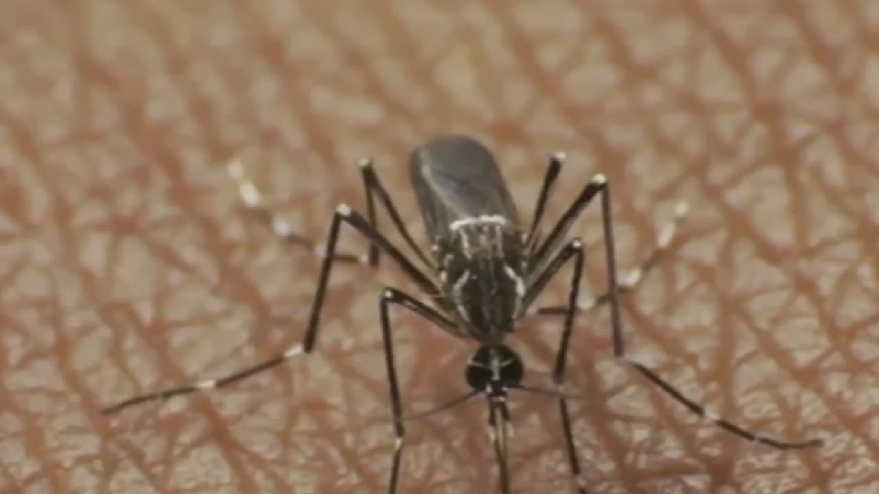 Confirman la primera muerte por Virus del Nilo en Fresno