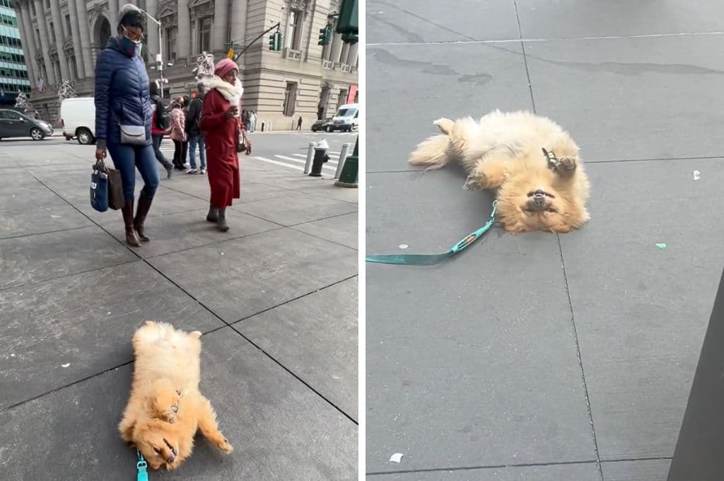 Leo: el perro pomerano que se volvió viral por ‘hacerse el muerto’ en calles de Nueva York