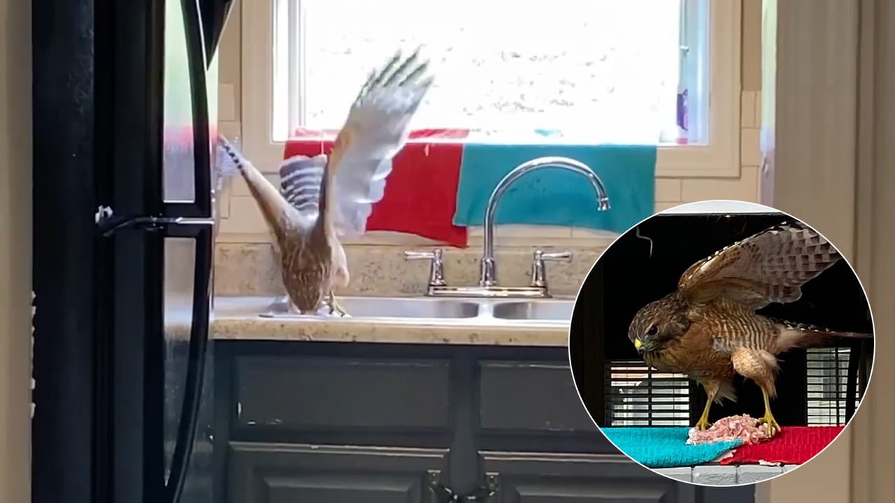 “Compartimos forzadamente el pollo": gavilán entra a la casa de una familia hispana y los deja sin comida