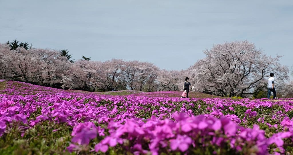 Así luce el phlox rastrero que da nombre a la luna.