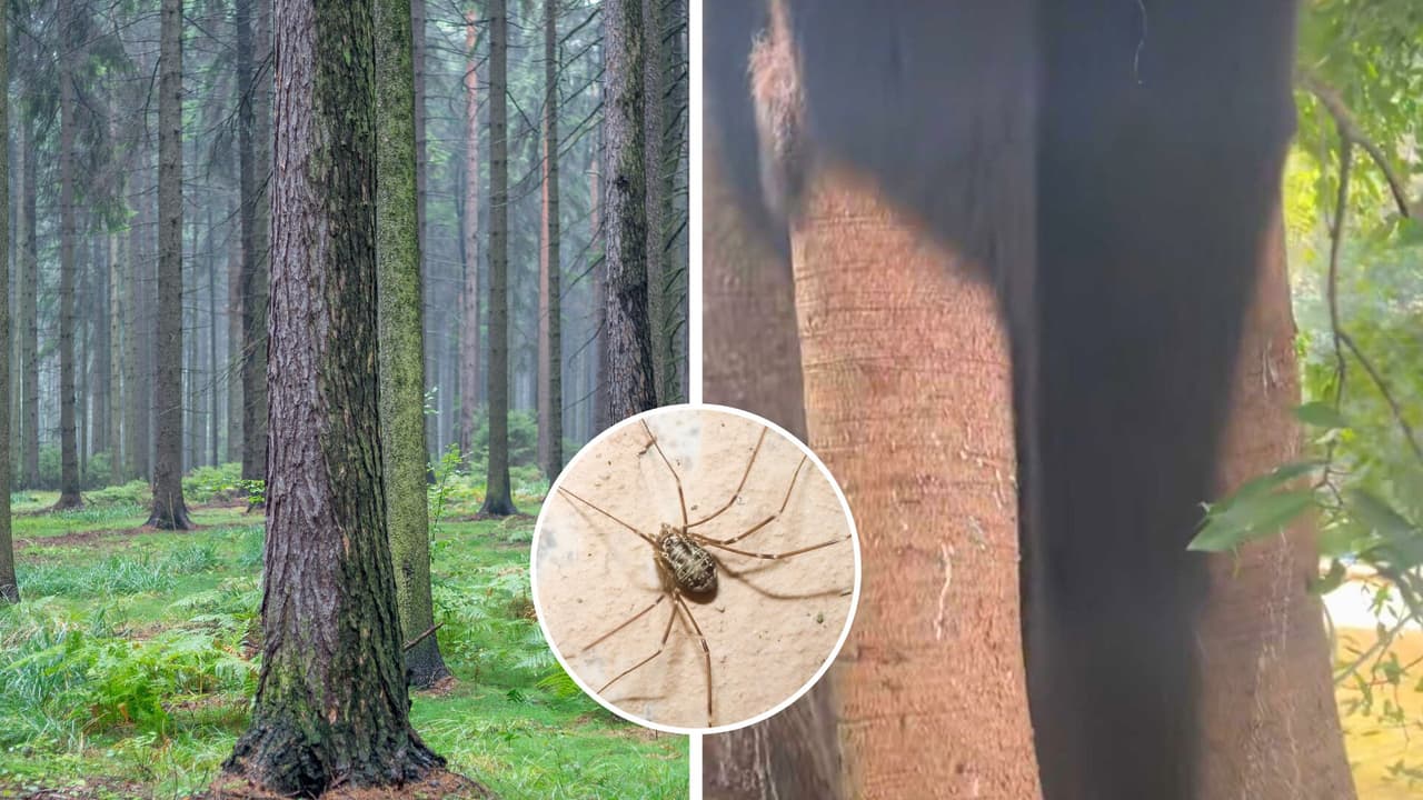 ¿Un árbol con cabello? Hombre descubre inmenso nido de arañas y el video impacta a TikTok