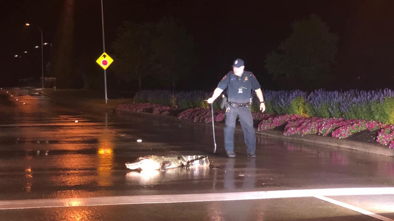 El miércoles 13 de mayo, oficiales del Departamento de Policía de Fulshear atendieron a dos llamados.