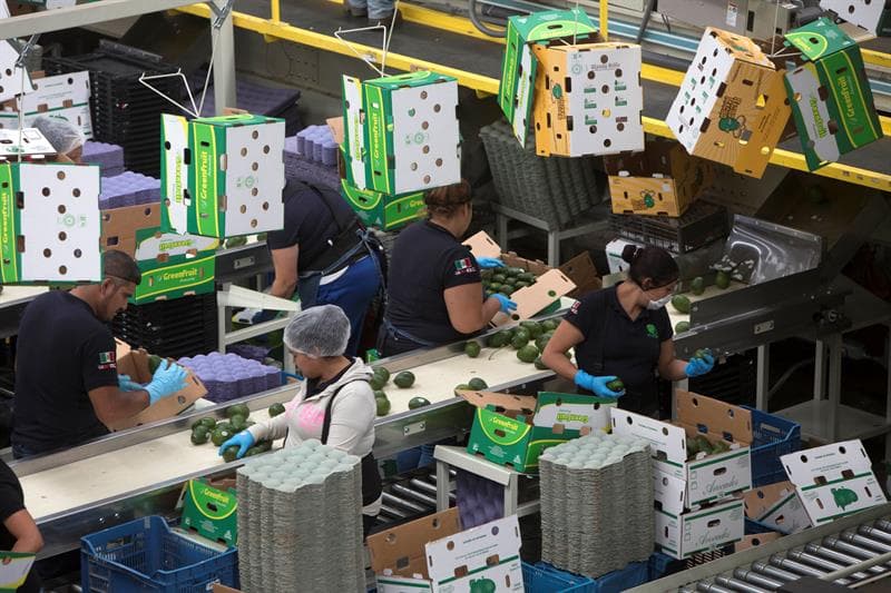 Como el fútbol americano el aguacate mexicano también ha ganado público en el mundo y ahora se exporta a países como Japón, que compra el 7 %; Canadá, el 6,7 %; España, el 1,7 %; Francia, el 1,7 %, y los Países Bajos con el 1,6 % de la producción.