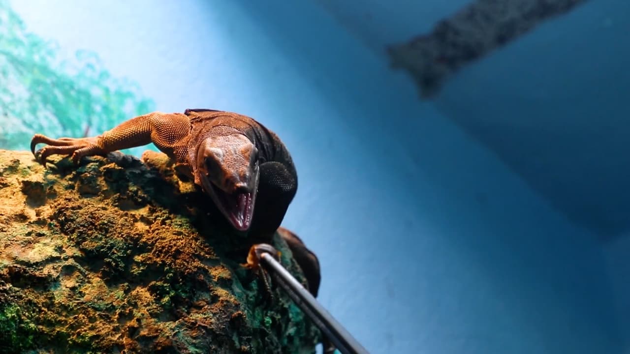 Bautiza a una cucaracha con el nombre de tu ex