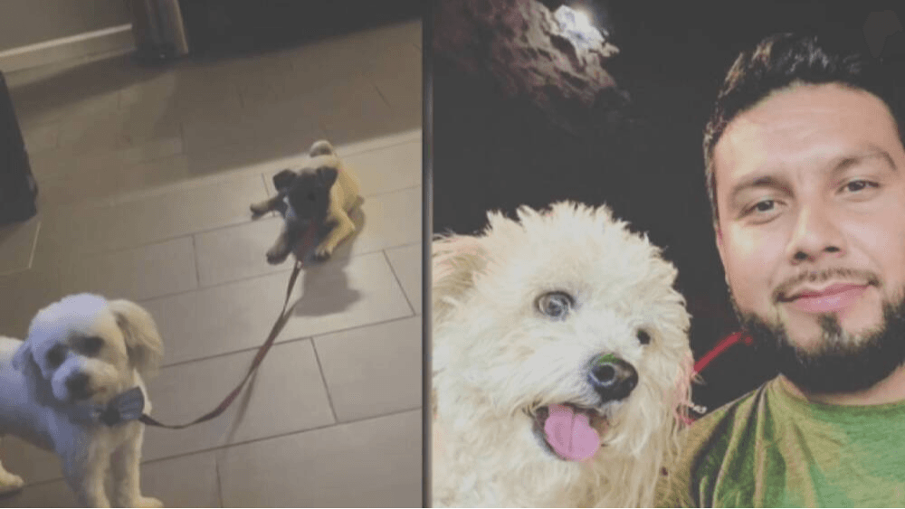 Joven recupera a mascota extraviada que había sido adoptada por otra familia