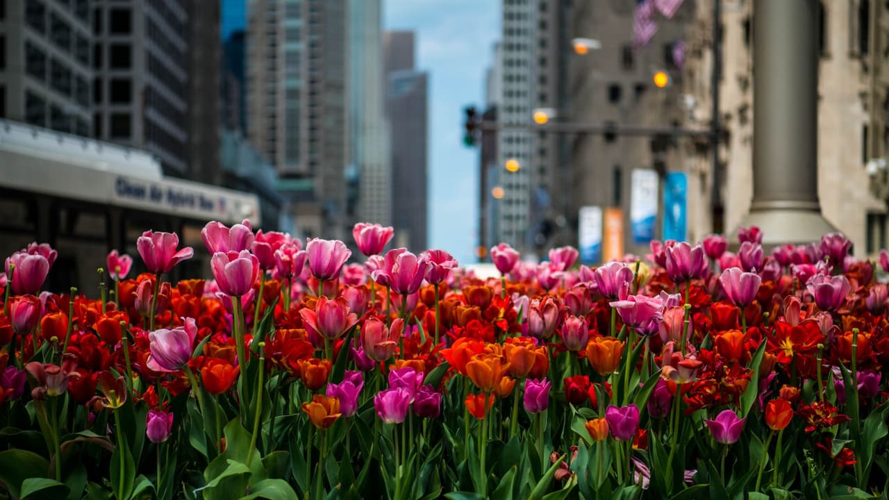 En la primavera empiezan a florecer los tulipanes, y el lugar icónico para tomarte una foto es en la avenida Michigan, en el centro de Chicago. Más de 100 mil semillas de tulipán son plantadas en Chicago, entre octubre y noviembre, para darle un espectáculo gratis a residentes y turistas por toda la ciudad.