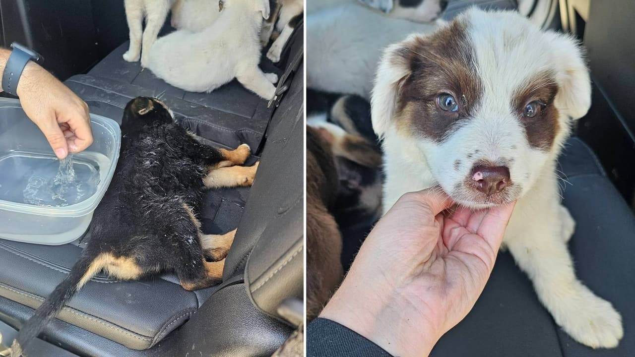 Rescate de cachorros abandonados en Texas: Superan temperaturas de 100 grados para sobrevivir
