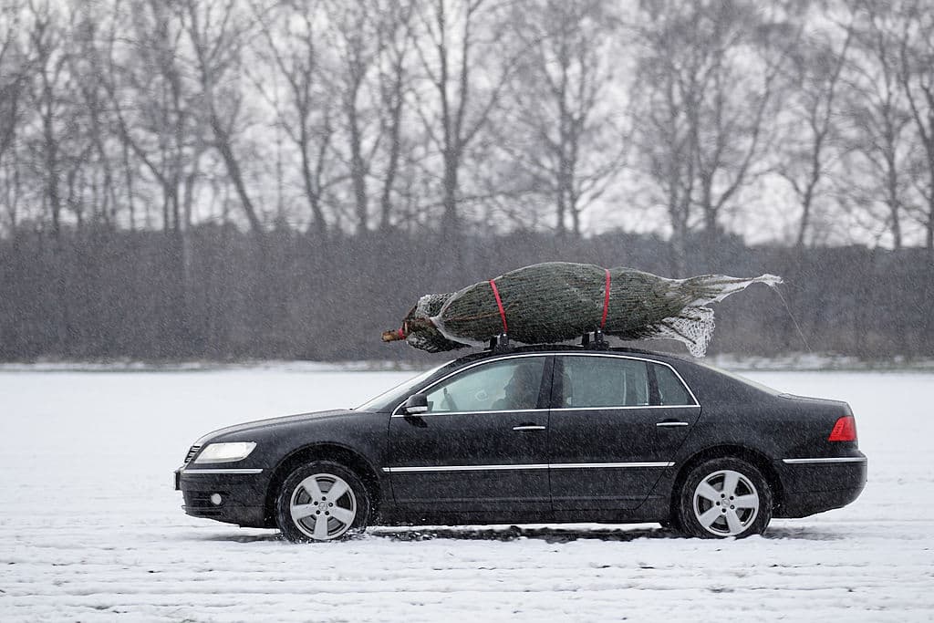MELLENSEE, GERMANY - DECEMBER 12: A shopper transports his trees on the roof of a car near a Christmas Tree Farm on December 12, 2010 in Mellensee near Berlin, Germany. According to the German timber industry association, Germans are expected to purchase about 29 million Christmas trees this season. Christmas is the most important holiday in Central Europe and many retailers depend on it for as much as half of their annual sales. (Photo by Andreas Rentz/Getty Images)