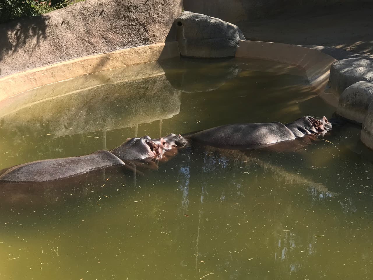 Considerado el "Rey del Río" los hipopotamos del zoológico te darán una clase de resistencia bajo el agua.
