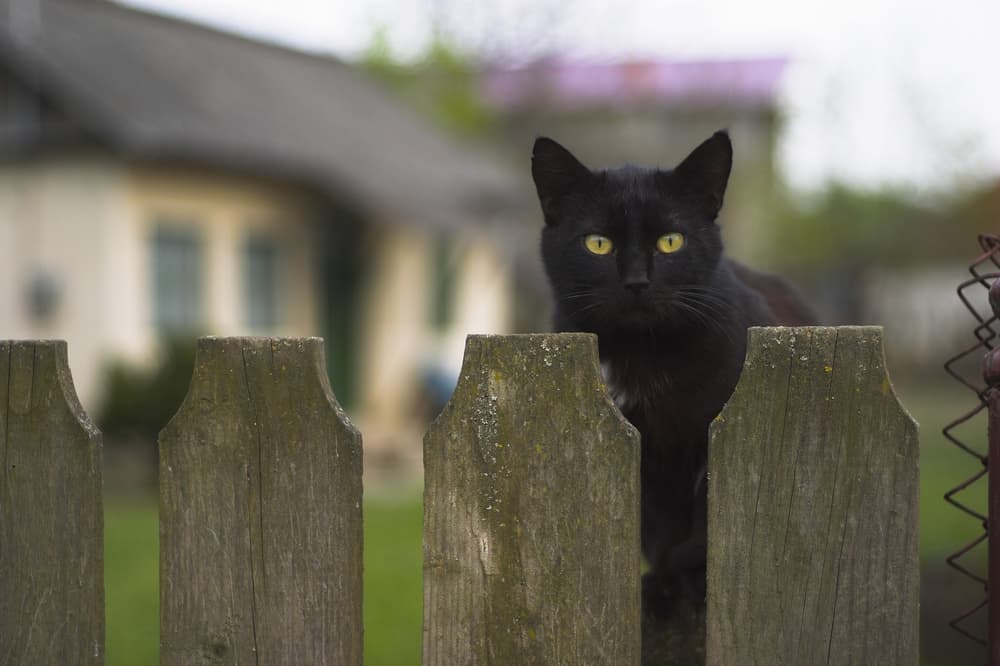 ¡Llegó otro martes 13! y como siempre surgen las leyendas y supersticiones, heredadas de España e importadas culturalmente durante la conquista y colonización en América Latina.