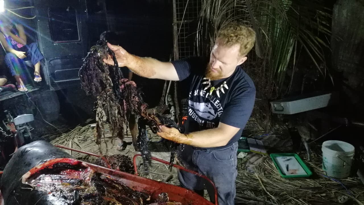 "40 kilos de bolsas de plástico, incluyendo 16 sacos de arroz, cuatro bolsas de las usadas en las plantaciones bananeras y numerosas bolsas de compra", denunció en su página de Facebook el museo.