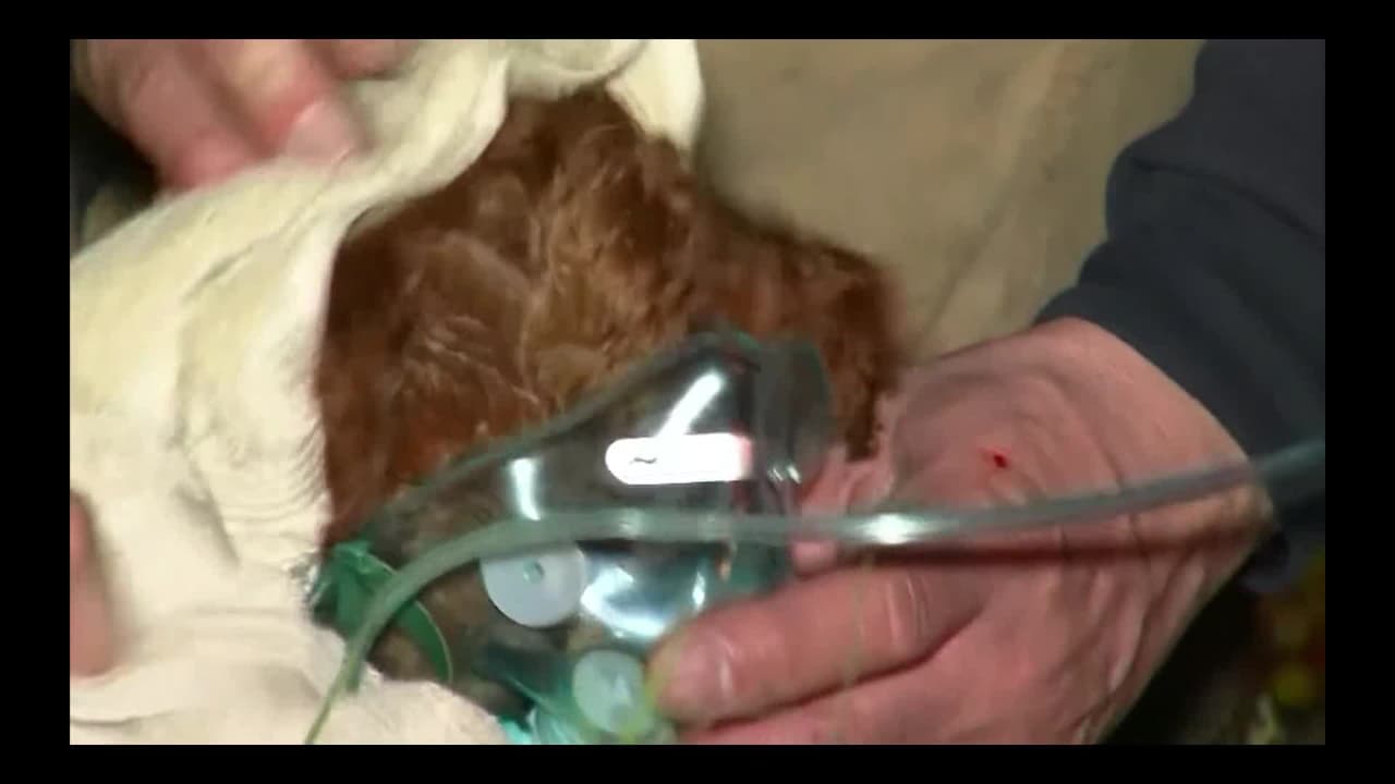 “Esto es desgarrador”: bomberos informan que 19 perros murieron en un incendio en Florida