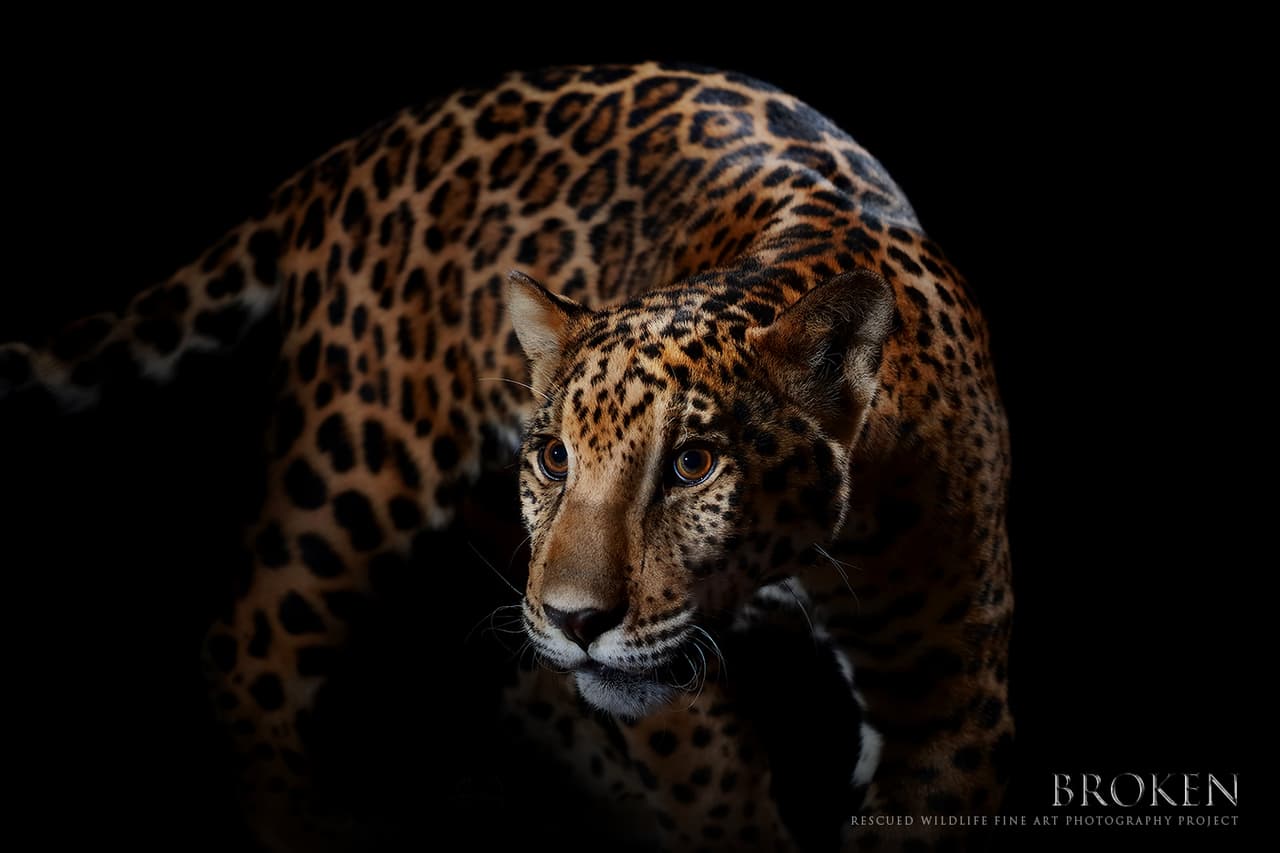 Yum Balam es un jaguar, pionero del proyecto de conservación y recuperación del genotipo mexicano del centro de rescate Jaguares en la Selva, en Oaxaca, México.