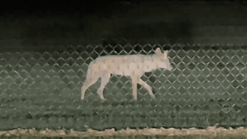 El departamento de control animal de Dallas alerta a los residentes ante un aumento de coyotes 