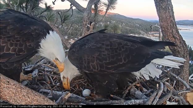 "Ella lo hizo esperar bastante antes de la gran revelación. ¡Felicidades Jackie y Shadow!", escribieron en la página de Amigos de Big Bear, entidad que hace seguimiento a las actividades de esta pareja de águilas calvas.