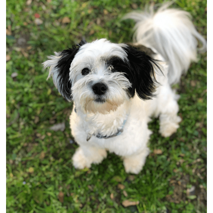 Se lama oreo y cumplió un año.