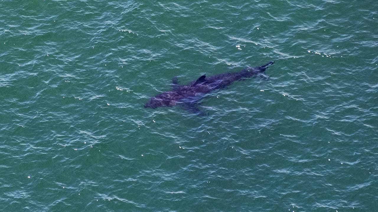 Consejos de expertos para no ser atacado por un tiburón en Florida