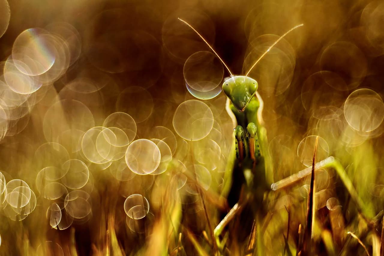 <b>‘Mantis’</b>
<br>
<br>Reconocida en la categoría ‘otros animales’. 
<br>