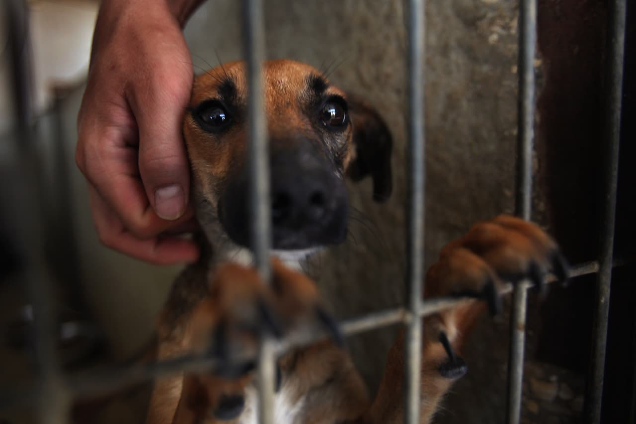 Refugio de animales en Austin llega a capacidad: solo aceptarán animales en caso de emergencia