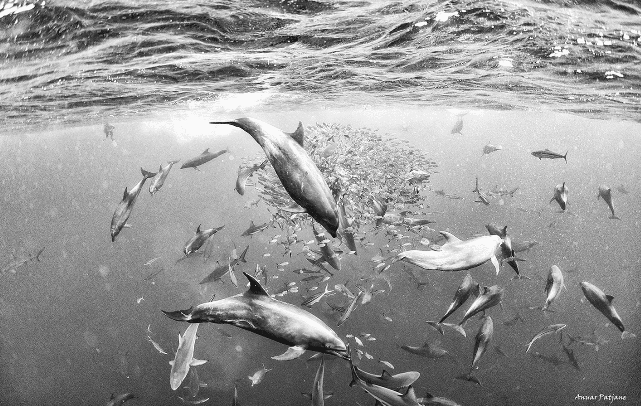 Las maravillas en aguas profundas que no pertenecen a ningún país y la UNESCO quiere proteger