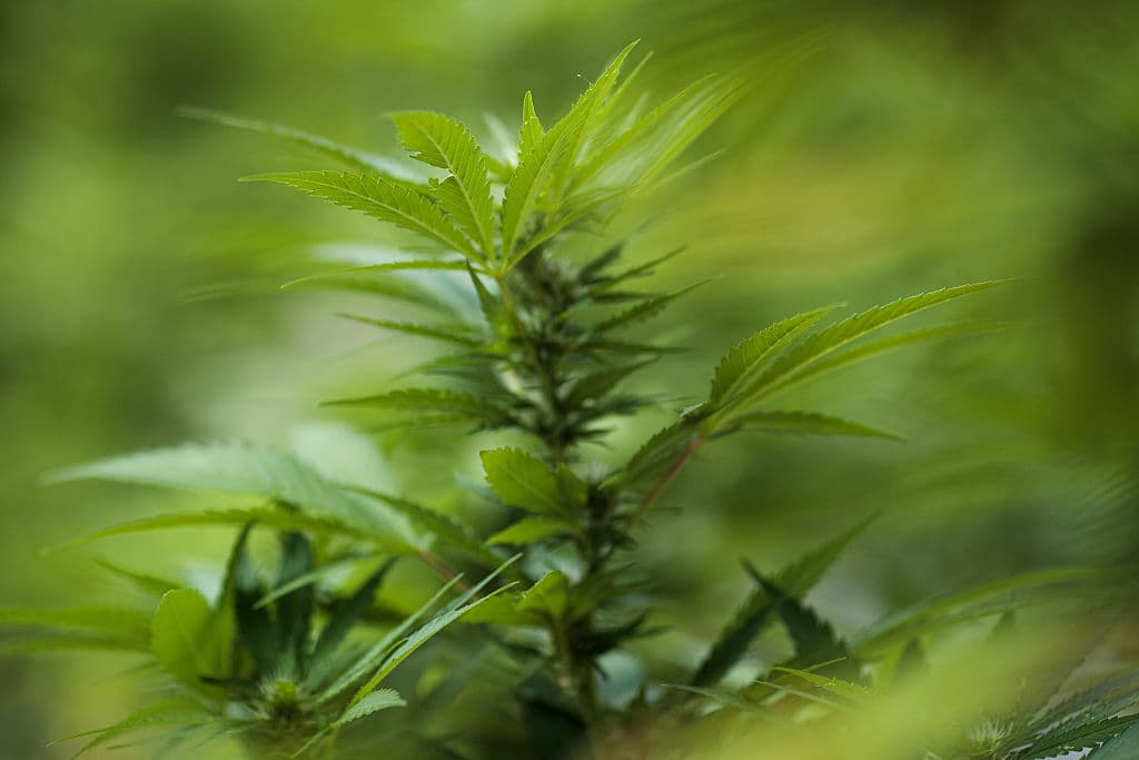 Controversia entre vecinos de Parlier por olor derivado de cultivo de marihuana