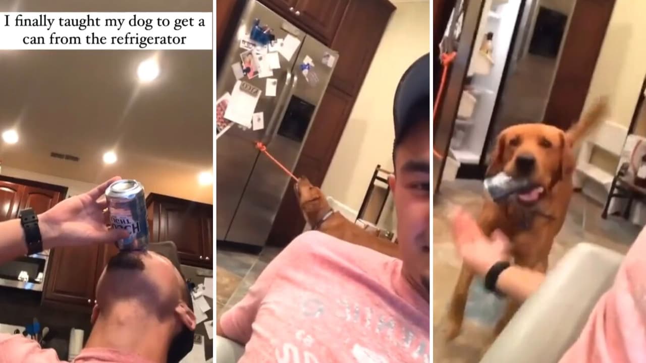 El can con solo un sonido sabe qué hacer